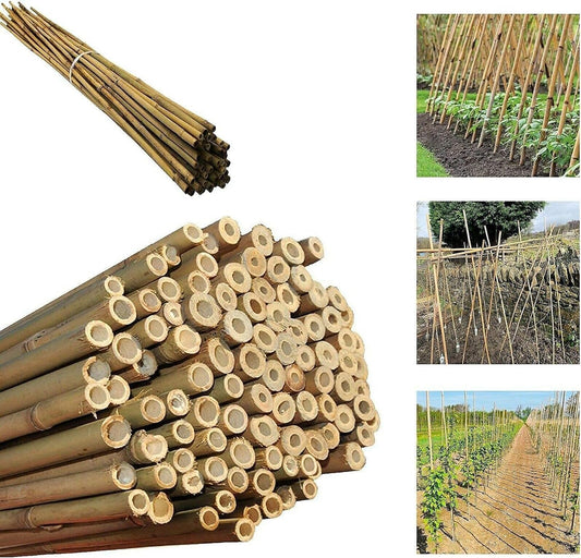 Thick Bamboo Canes for Garden Plant Support - Available in Sizes 2ft to 6ft, Packs of 5-200