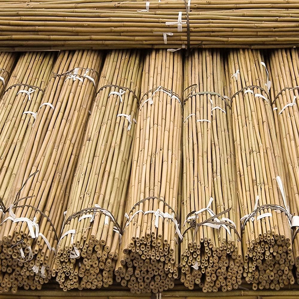 Thick Bamboo Canes for Garden Plant Support - Available in Sizes 2ft to 6ft, Packs of 5-200