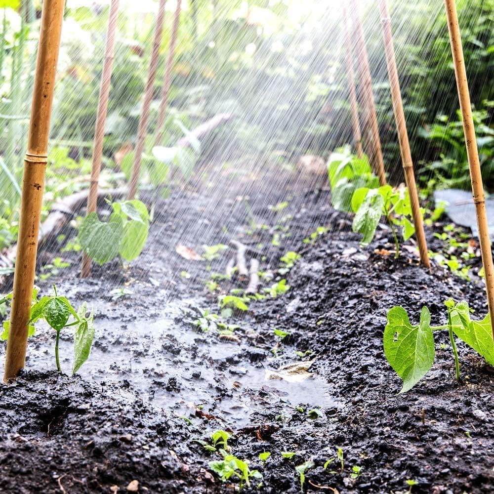 Thick Bamboo Canes for Garden Plant Support - Available in Sizes 2ft to 6ft, Packs of 5-200