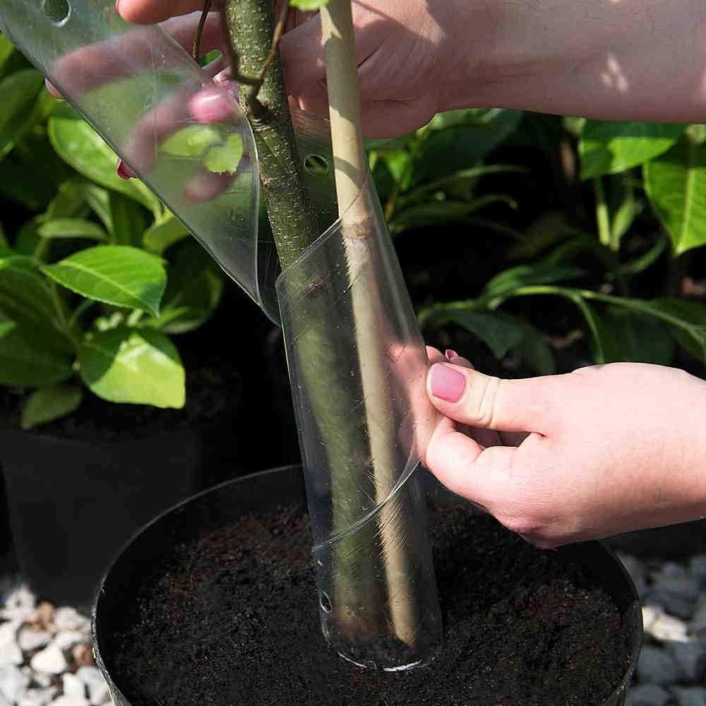 Thick Bamboo Canes for Garden Plant Support - Available in Sizes 2ft to 6ft, Packs of 5-200