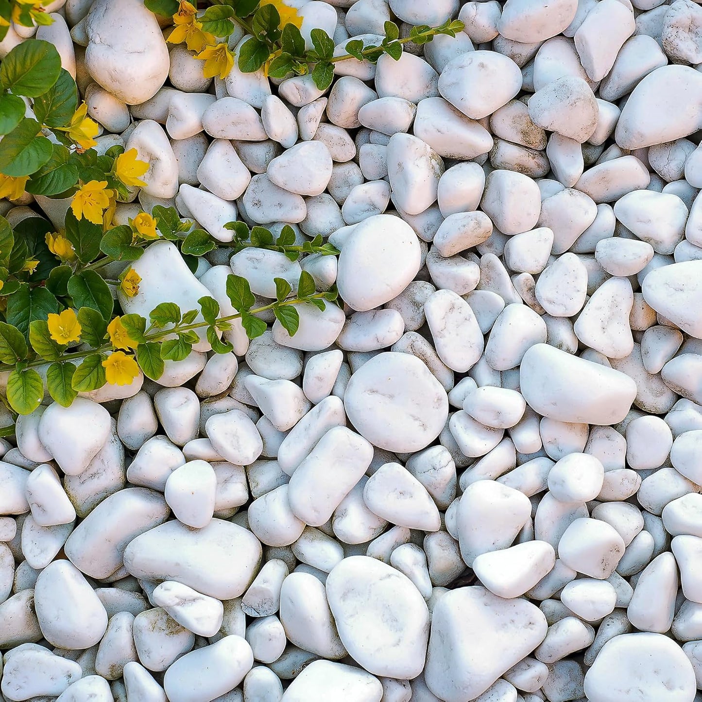 Polar White Cobbles Tumbled Stones for Elegant Garden Design